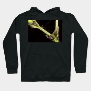 Unique and organic photo of a swarm of ants tending a treehopper Hoodie